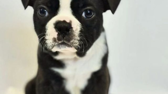 AKC Boston Terrier puppie ready to