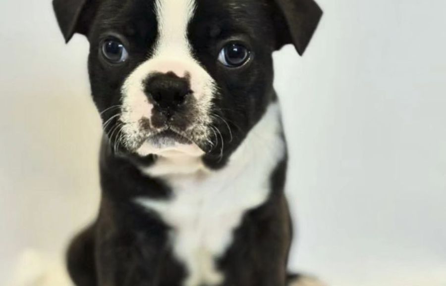 akc-boston-terrier-puppie-ready-to-2-000-1872203670_large-2.jpg