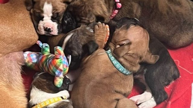 Boxer puppies